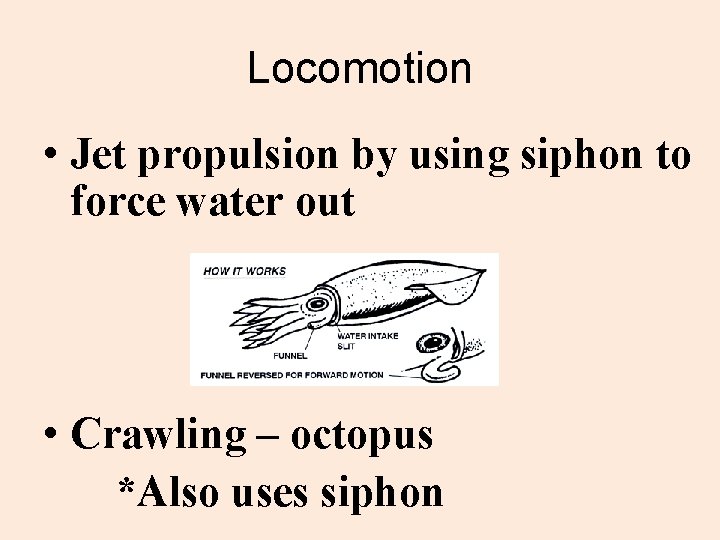 Locomotion • Jet propulsion by using siphon to force water out • Crawling –