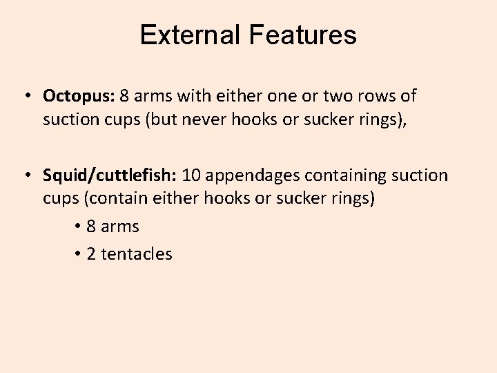 External Features • Octopus: 8 arms with either one or two rows of suction