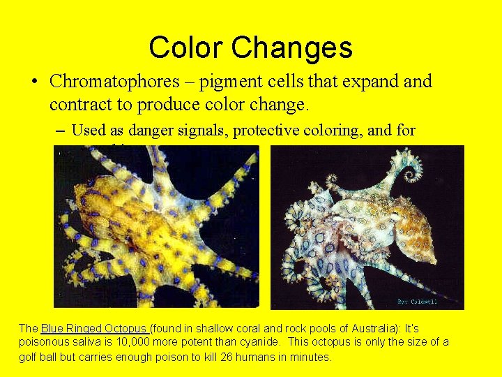 Color Changes • Chromatophores – pigment cells that expand contract to produce color change.