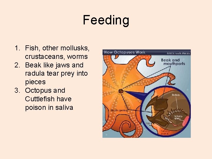 Feeding 1. Fish, other mollusks, crustaceans, worms 2. Beak like jaws and radula tear