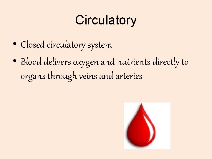 Circulatory • Closed circulatory system • Blood delivers oxygen and nutrients directly to organs