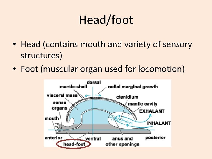 Head/foot • Head (contains mouth and variety of sensory structures) • Foot (muscular organ