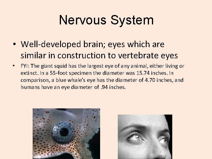 Nervous System • Well-developed brain; eyes which are similar in construction to vertebrate eyes