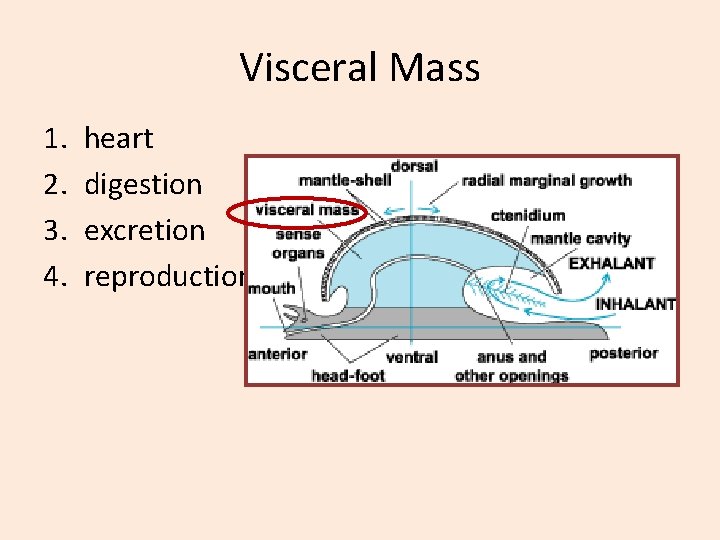 Visceral Mass 1. 2. 3. 4. heart digestion excretion reproduction 