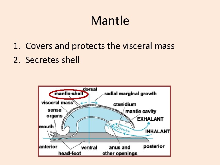 Mantle 1. Covers and protects the visceral mass 2. Secretes shell 