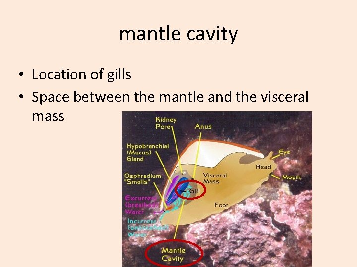 mantle cavity • Location of gills • Space between the mantle and the visceral