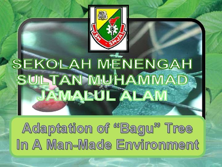 Adaptation of “Bagu” Tree In A Man-Made Environment 