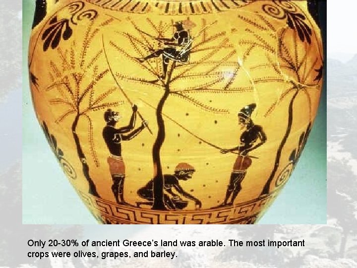 Only 20 -30% of ancient Greece’s land was arable. The most important crops were Only 20 -30% of ancient Greece’s land was arable. The most important crops were