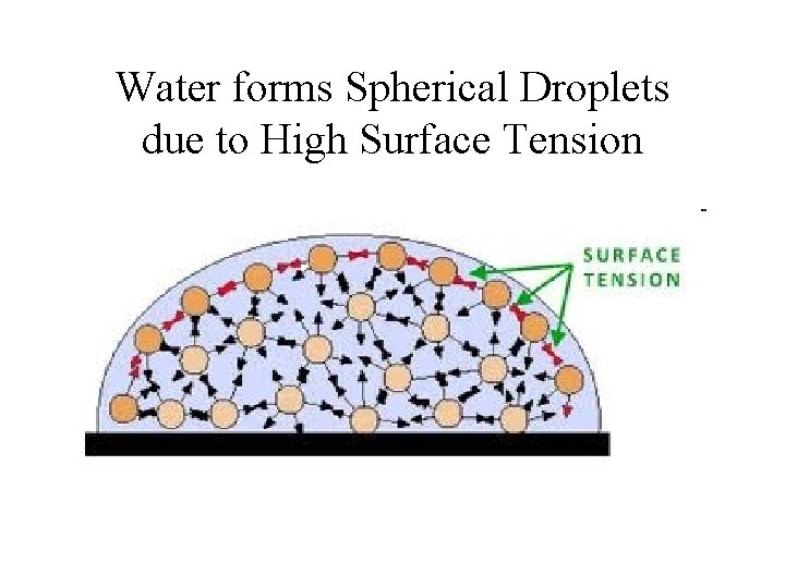 Water forms Spherical Droplets due to High Surface Tension 