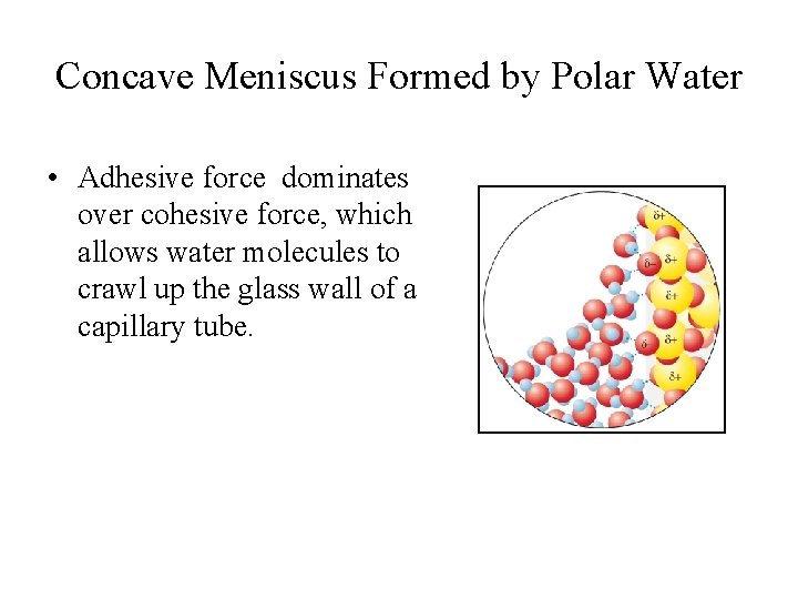Concave Meniscus Formed by Polar Water • Adhesive force dominates over cohesive force, which