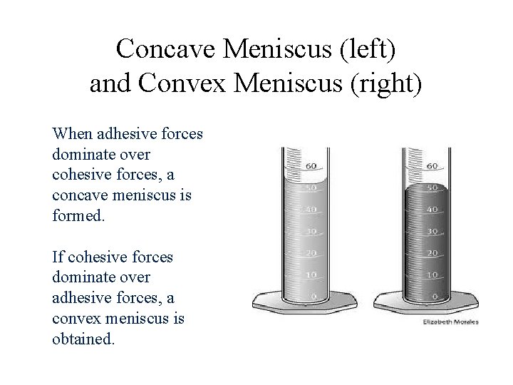 Concave Meniscus (left) and Convex Meniscus (right) When adhesive forces dominate over cohesive forces,