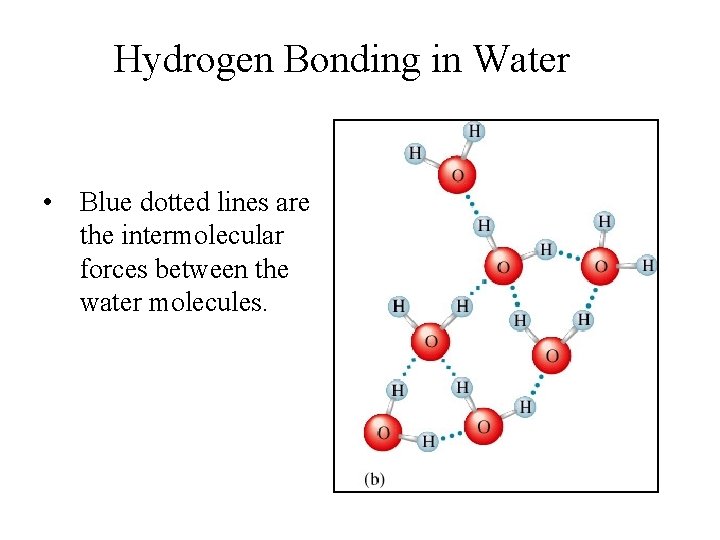 Hydrogen Bonding in Water • Blue dotted lines are the intermolecular forces between the