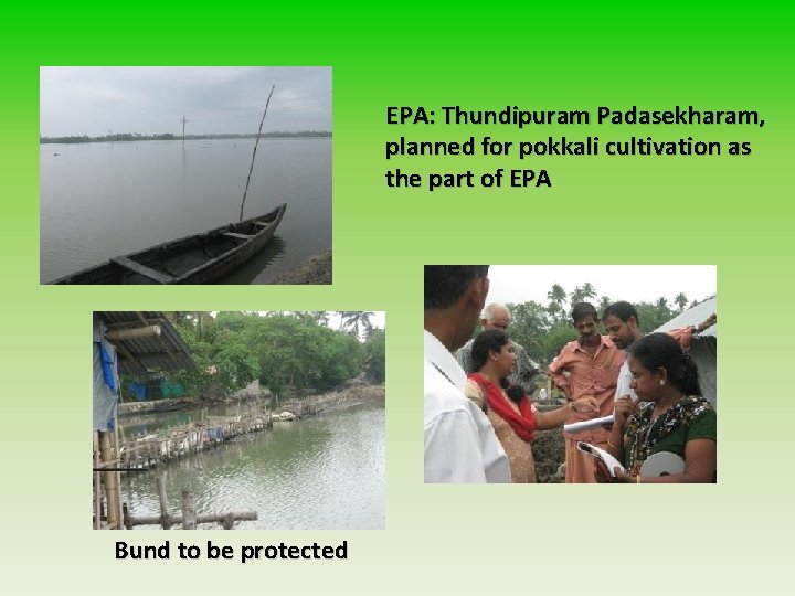 EPA: Thundipuram Padasekharam, planned for pokkali cultivation as the part of EPA Bund to