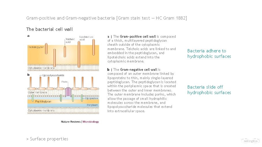 Gram-positive and Gram-negative bacteria [Gram stain test — HC Gram 1882] The bacterial cell