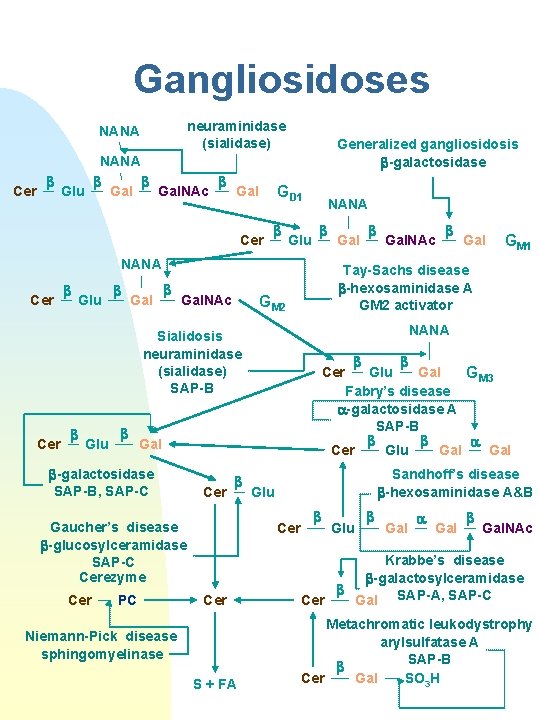 Gangliosidoses neuraminidase (sialidase) NANA b b Gal. NAc Gal Cer Glu Generalized gangliosidosis b-galactosidase