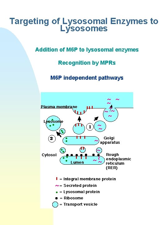 Targeting of Lysosomal Enzymes to Lysosomes Addition of M 6 P to lysosomal enzymes