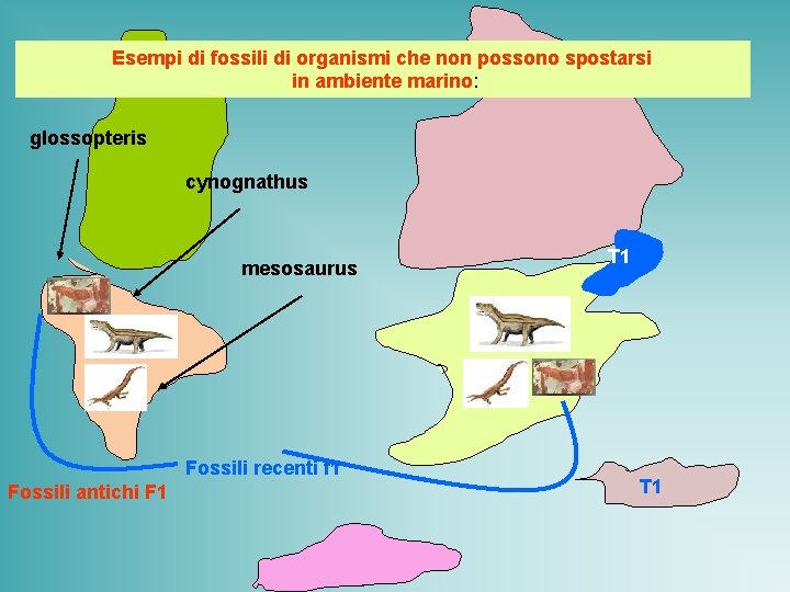 Esempi di fossili di organismi che non possono spostarsi in ambiente marino: glossopteris cynognathus