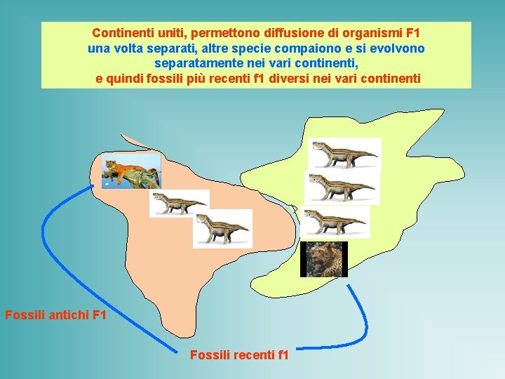 Continenti uniti, permettono diffusione di organismi F 1 una volta separati, altre specie compaiono