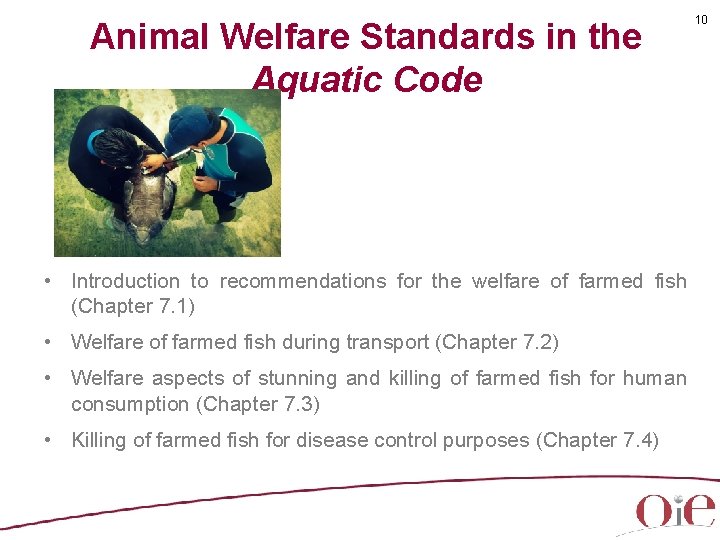 Animal Welfare Standards in the Aquatic Code • Introduction to recommendations for the welfare