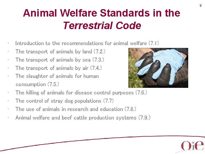 Animal Welfare Standards in the Terrestrial Code • • • Introduction to the recommendations