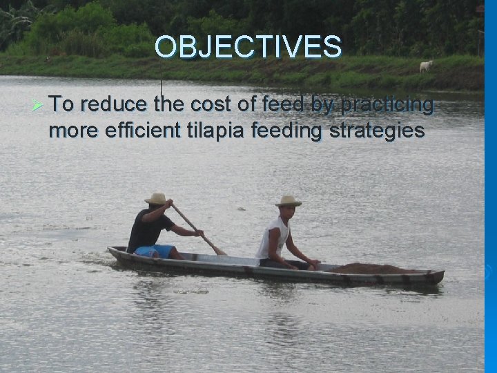 OBJECTIVES Ø To reduce the cost of feed by practicing more efficient tilapia feeding