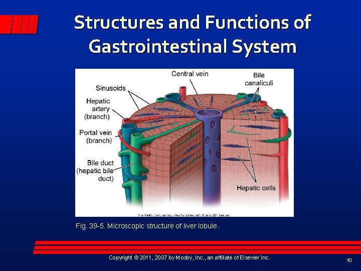 Structures and Functions of Gastrointestinal System Fig. 39 -5. Microscopic structure of liver lobule.