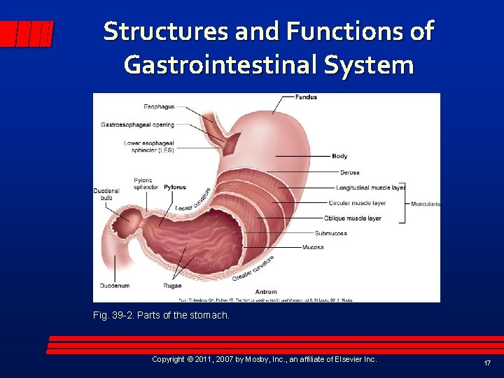 Structures and Functions of Gastrointestinal System Fig. 39 -2. Parts of the stomach. Copyright