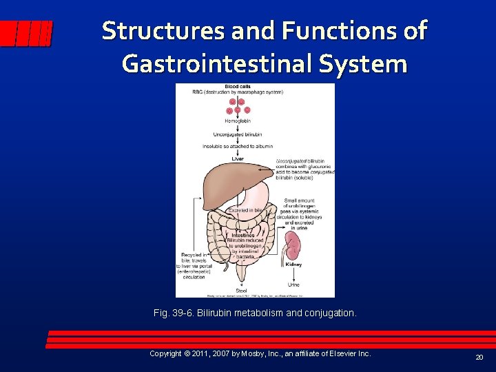 Structures and Functions of Gastrointestinal System Fig. 39 -6. Bilirubin metabolism and conjugation. Copyright
