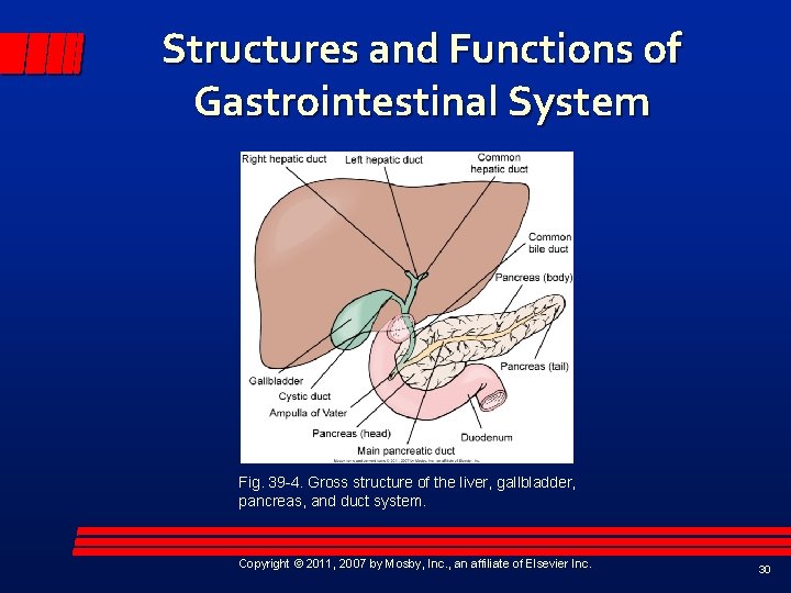 Structures and Functions of Gastrointestinal System Fig. 39 -4. Gross structure of the liver,