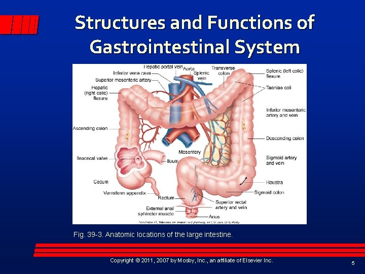 Structures and Functions of Gastrointestinal System Fig. 39 -3. Anatomic locations of the large