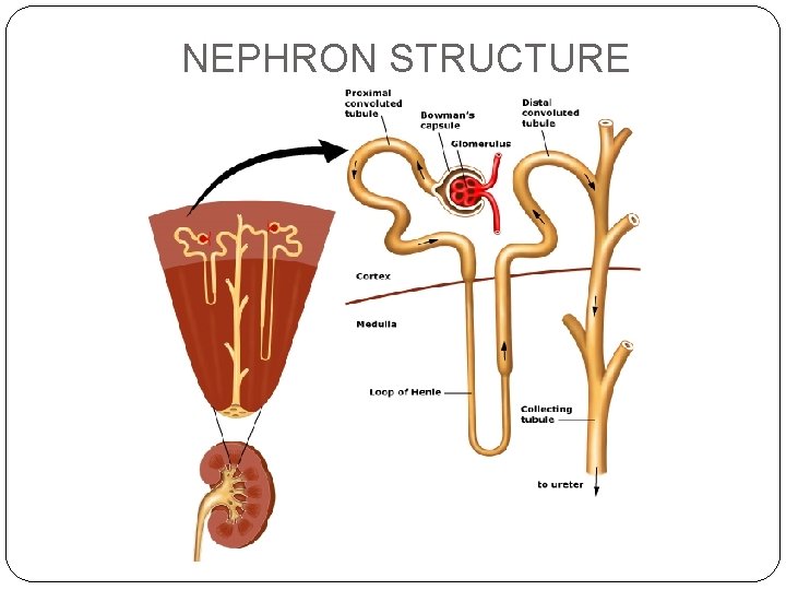 NEPHRON STRUCTURE 