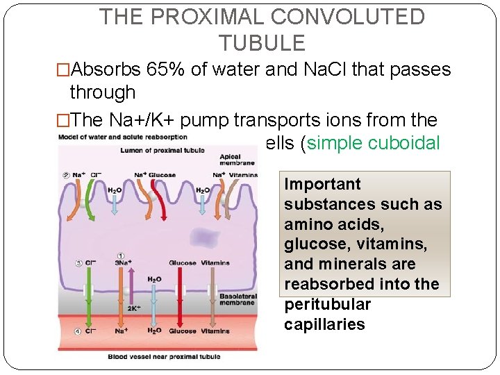 THE PROXIMAL CONVOLUTED TUBULE �Absorbs 65% of water and Na. Cl that passes through