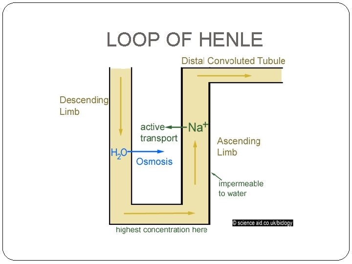 LOOP OF HENLE 