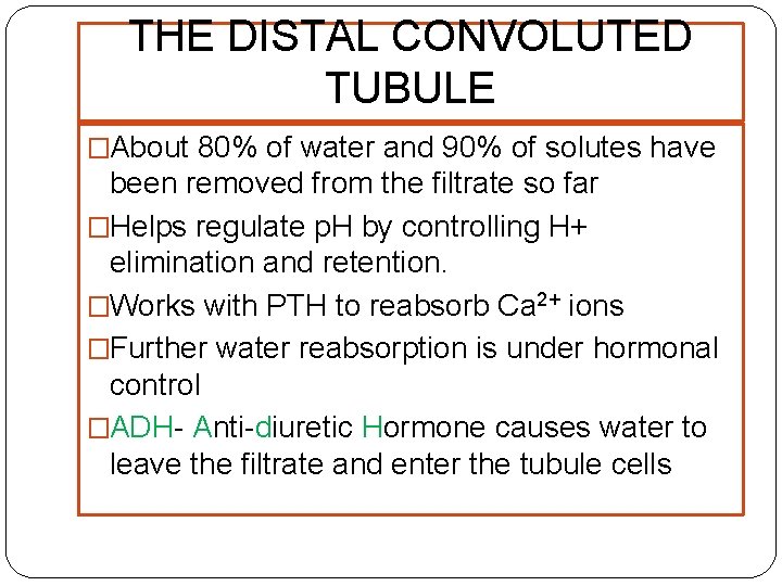 THE DISTAL CONVOLUTED TUBULE �About 80% of water and 90% of solutes have been