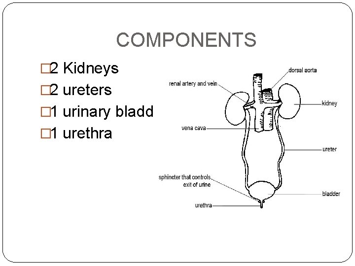 COMPONENTS � 2 Kidneys � 2 ureters � 1 urinary bladder � 1 urethra
