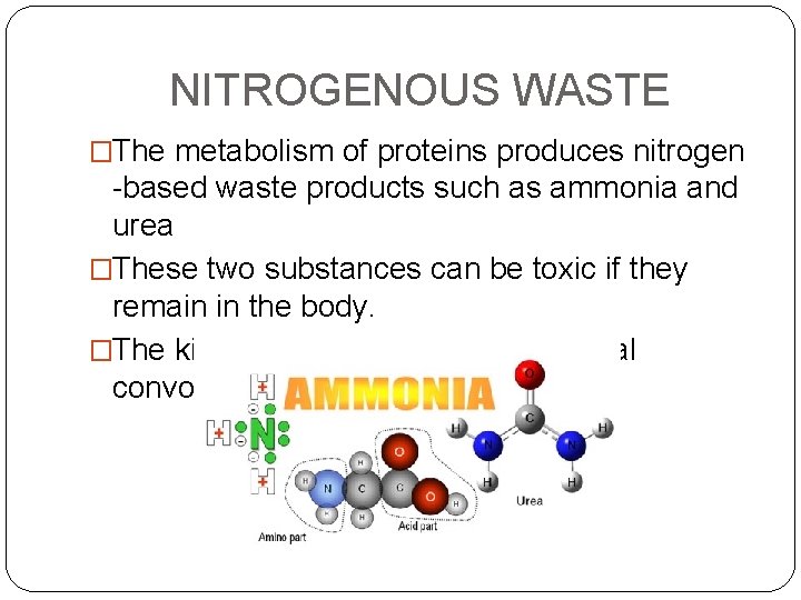 NITROGENOUS WASTE �The metabolism of proteins produces nitrogen -based waste products such as ammonia