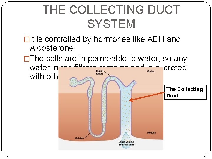 THE COLLECTING DUCT SYSTEM �It is controlled by hormones like ADH and Aldosterone �The