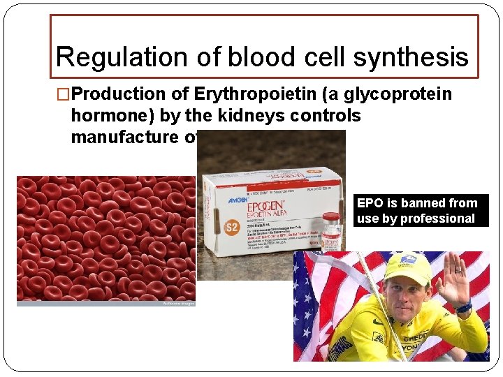 Regulation of blood cell synthesis �Production of Erythropoietin (a glycoprotein hormone) by the kidneys