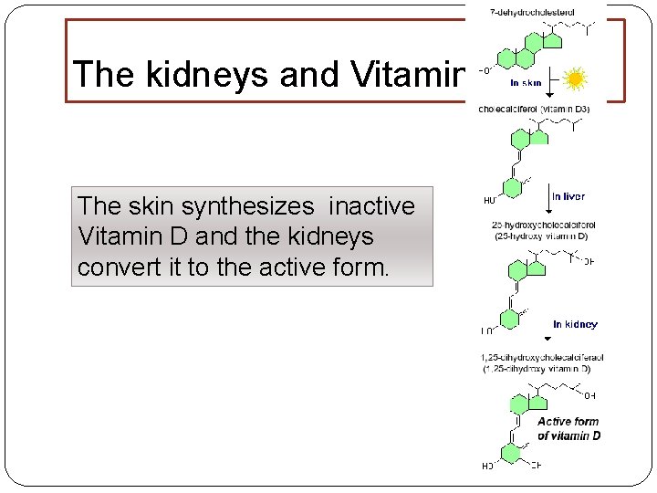 The kidneys and Vitamin D The skin synthesizes inactive Vitamin D and the kidneys