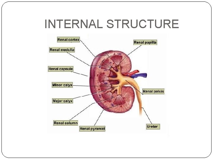 INTERNAL STRUCTURE 