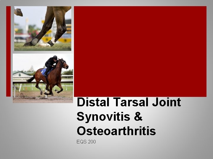 Distal Tarsal Joint Synovitis & Osteoarthritis EQS 200 
