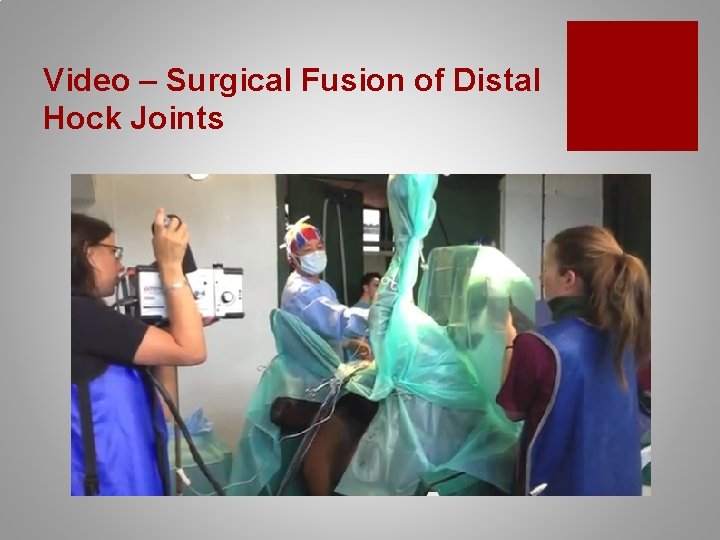 Video – Surgical Fusion of Distal Hock Joints 
