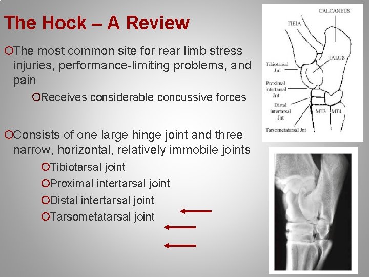 The Hock – A Review ¡The most common site for rear limb stress injuries,