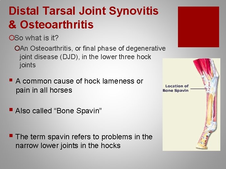 Distal Tarsal Joint Synovitis & Osteoarthritis ¡So what is it? ¡An Osteoarthritis, or final