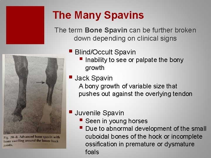 The Many Spavins The term Bone Spavin can be further broken down depending on