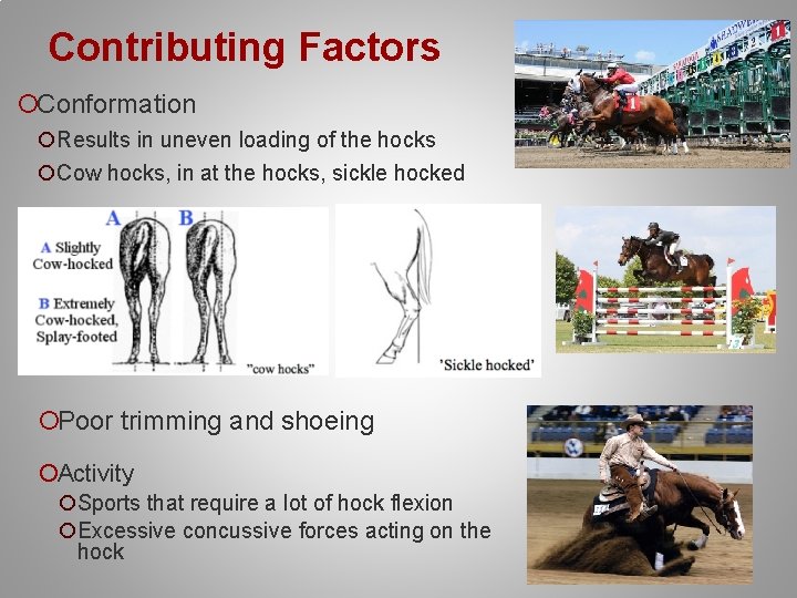 Contributing Factors ¡Conformation ¡Results in uneven loading of the hocks ¡Cow hocks, in at