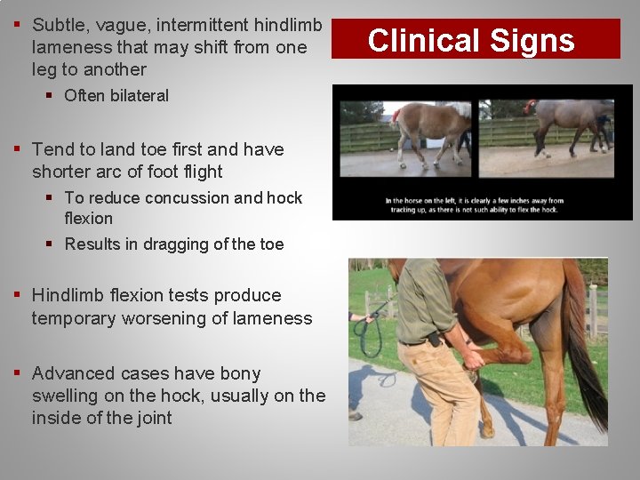 § Subtle, vague, intermittent hindlimb lameness that may shift from one leg to another