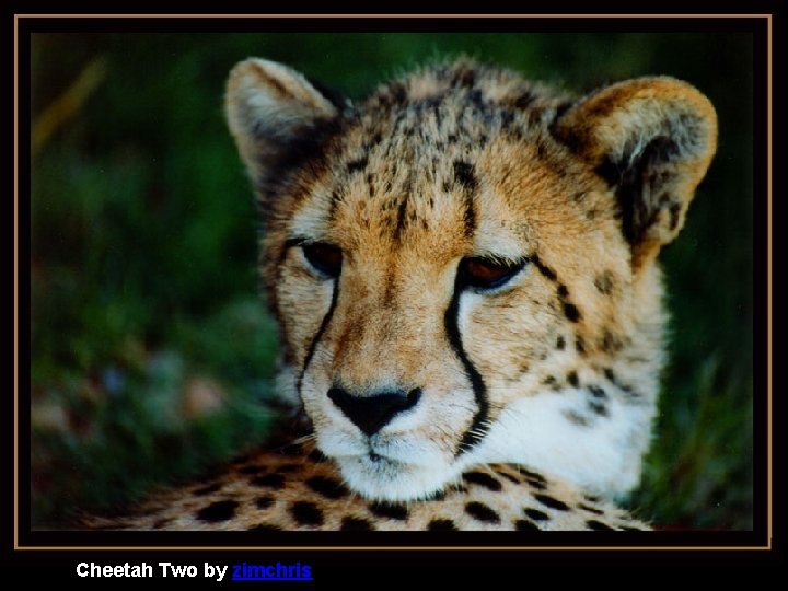 Cheetah Two by zimchris 