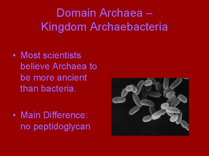 Domain Archaea – Kingdom Archaebacteria • Most scientists believe Archaea to be more ancient
