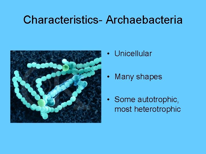 Characteristics- Archaebacteria • Unicellular • Many shapes • Some autotrophic, most heterotrophic 